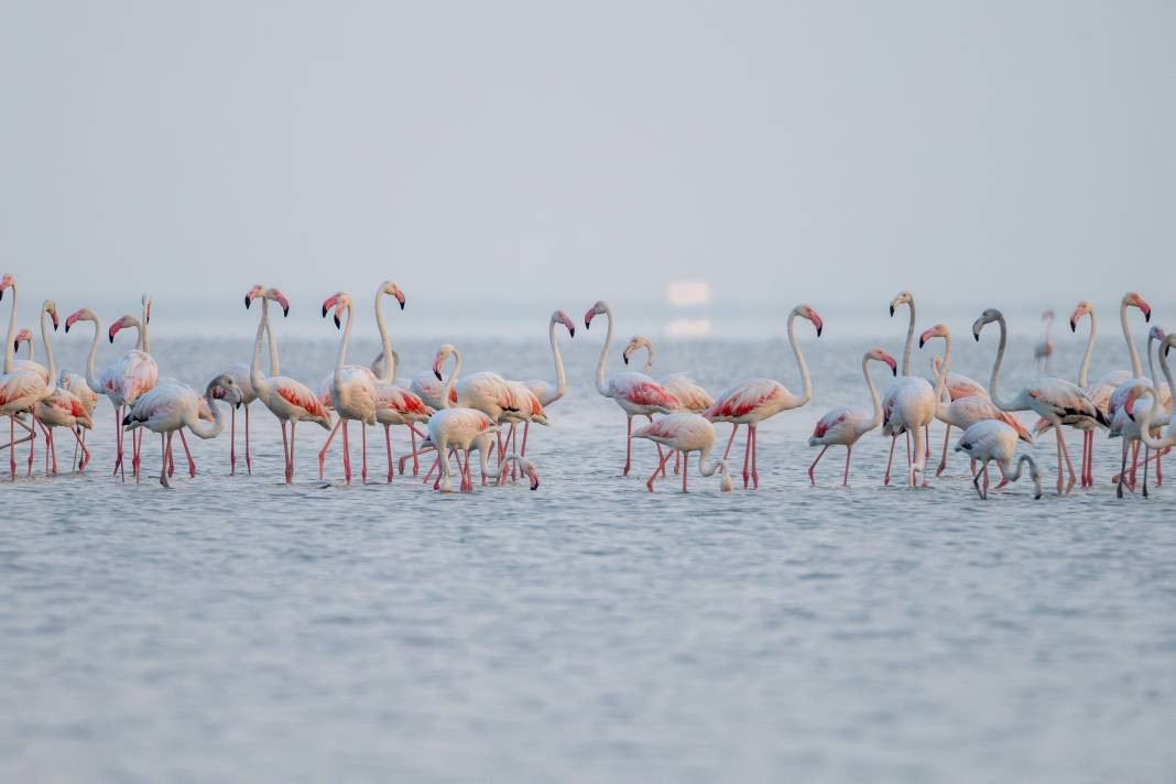 Akyatan’da Flamingo şöleni: Göç molası! - Resim: 16